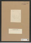 Diatomeae indet. Zeichnungen Sammlung Grunow Nr. 7086 (NHMW-BOT-W0376037)
